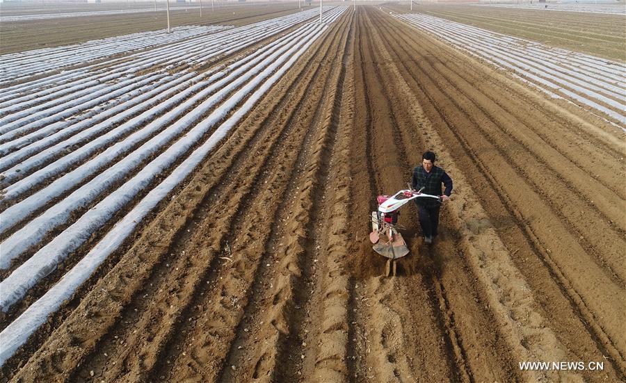 Chine : travaux agricoles du printemps 