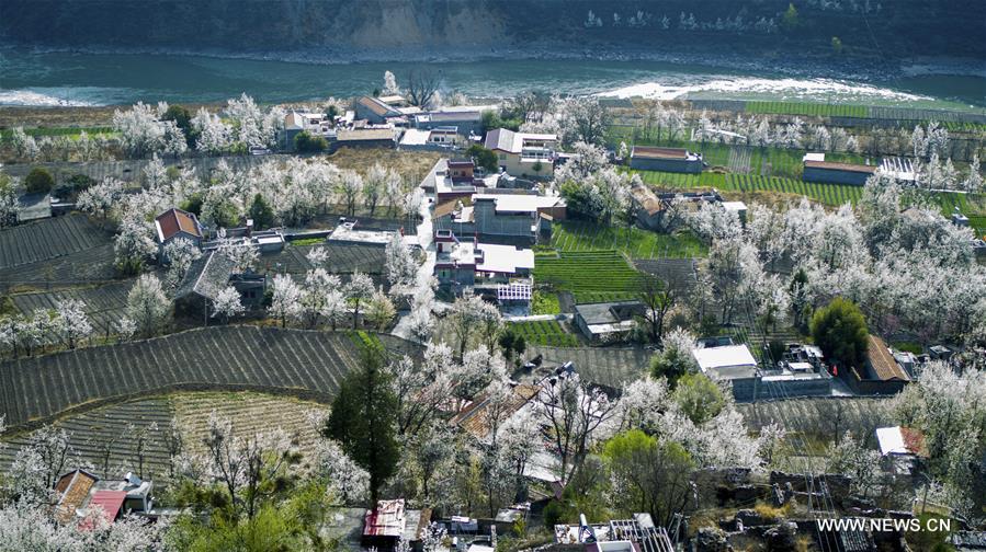 Chine : paysages de poiriers en fleurs au Sichuan