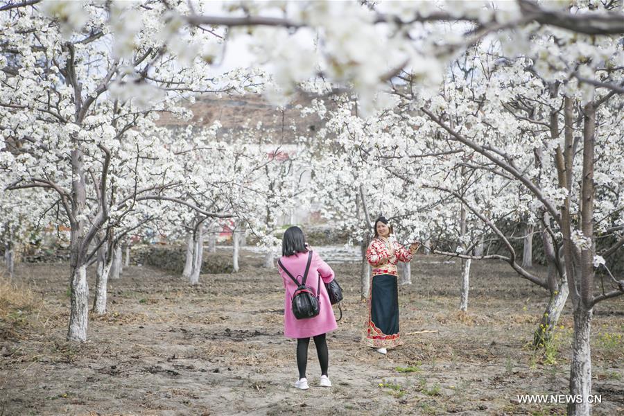 Chine : paysages de poiriers en fleurs au Sichuan