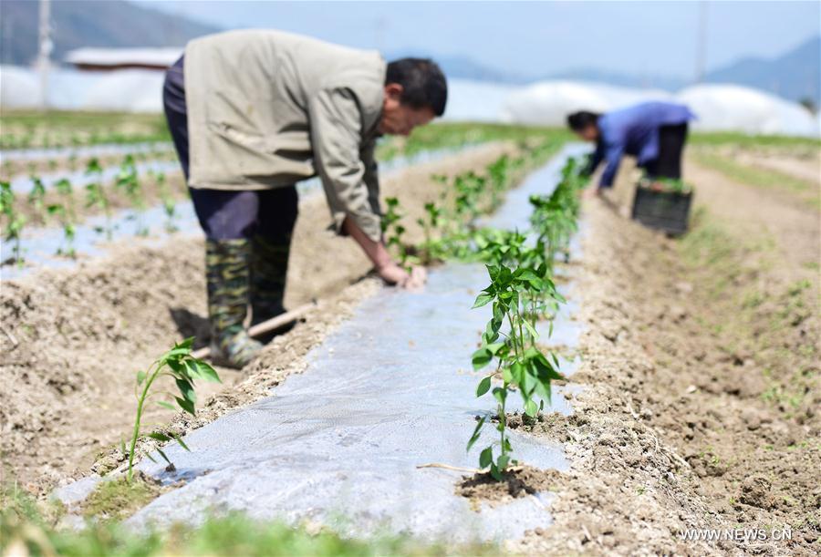 Travaux agricoles du printemps en Chine