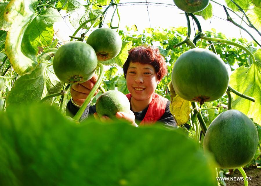 Chine : récolte de melons au Hebei