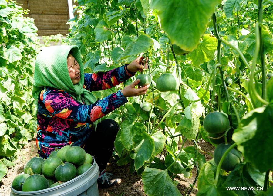 Chine : récolte de melons au Hebei