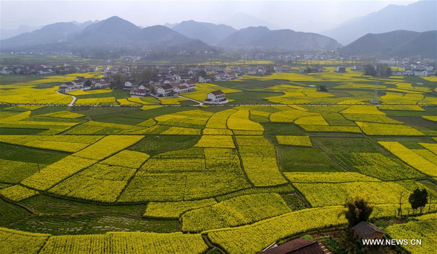 Champs de colza dans le nord-ouest de la Chine