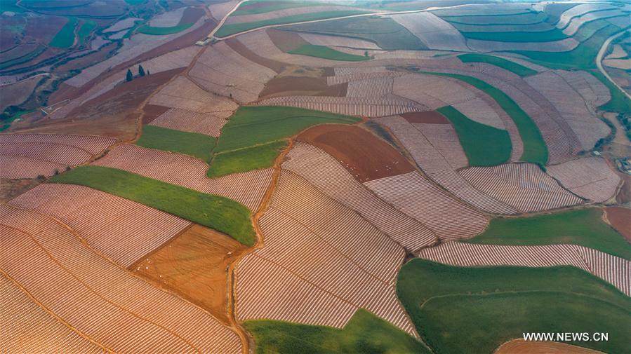 Chine : paysage de terre rouge dans le Yunnan