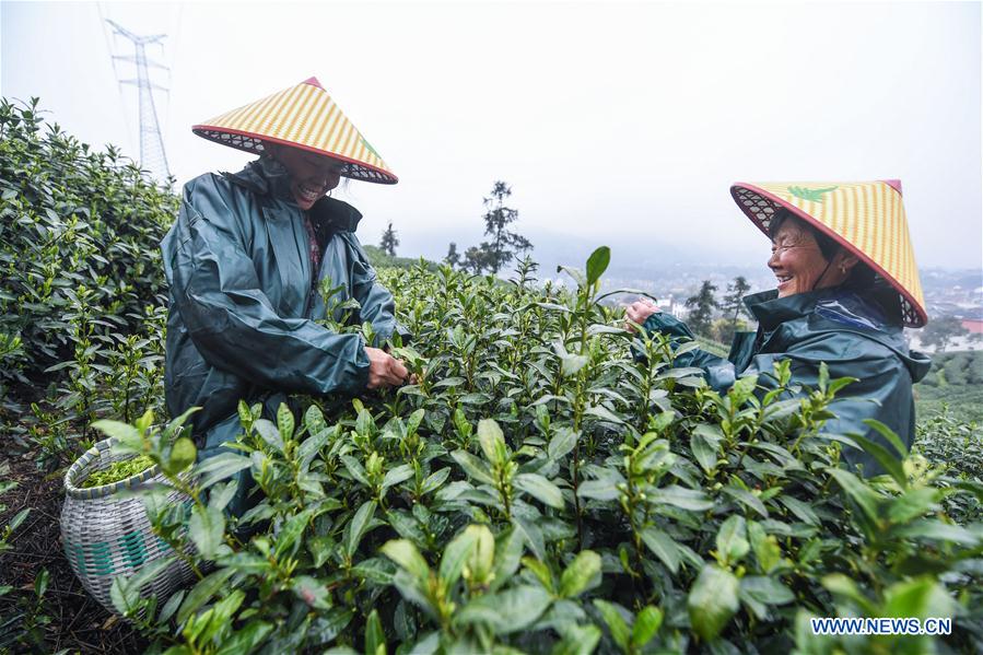 Chine : récolte du thé à Hangzhou