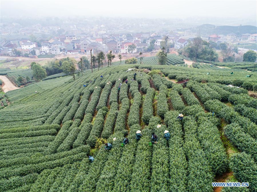 Chine : récolte du thé à Hangzhou