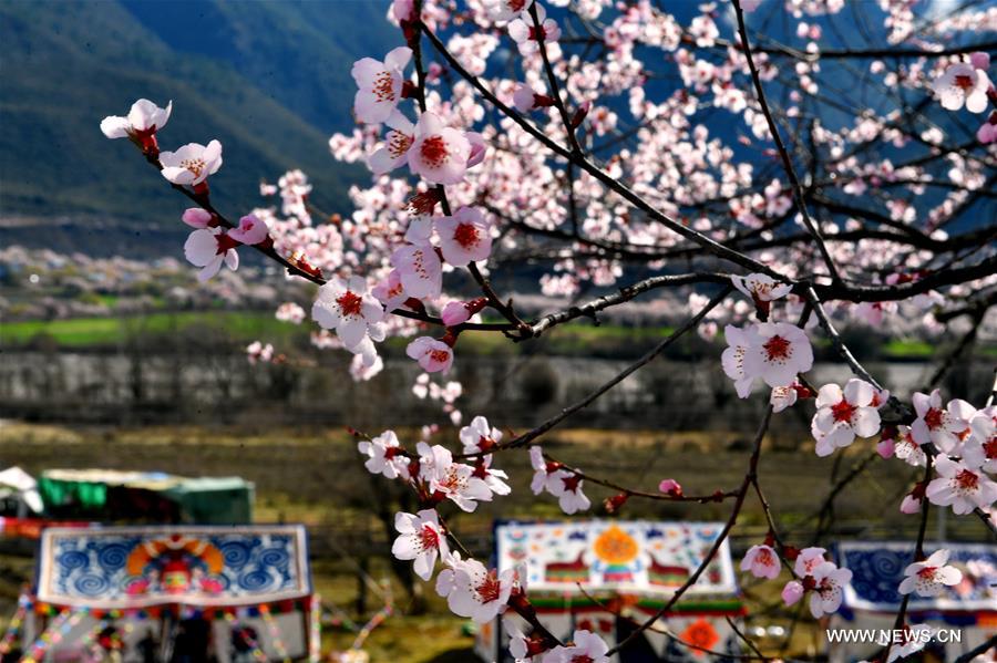 Chine : pêchers en fleurs au Tibet