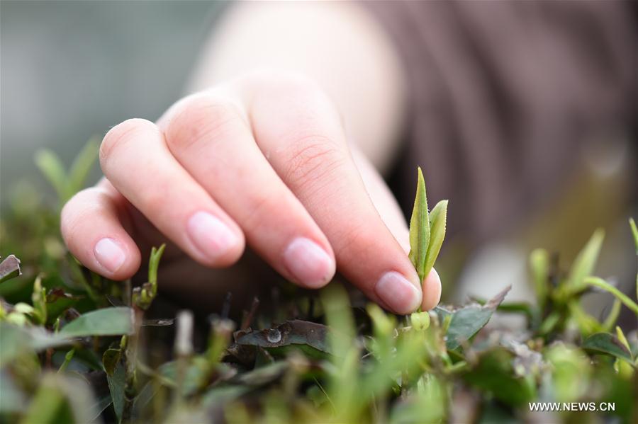 Chine : cueillette de feuilles de thé au printemps
