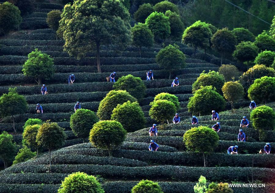 Chine : cueillette de feuilles de thé au printemps