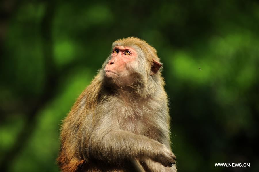 Chine : macaques dans un parc du sud-ouest