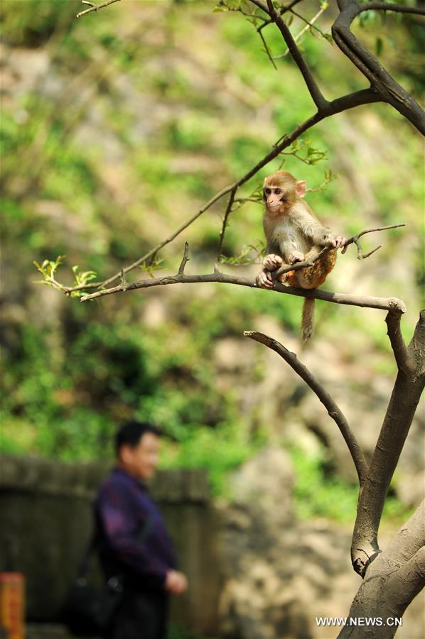 Chine : macaques dans un parc du sud-ouest