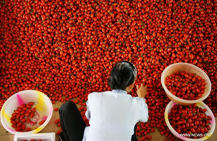 Chine : boom de l'agriculture dans un district du Yunnan