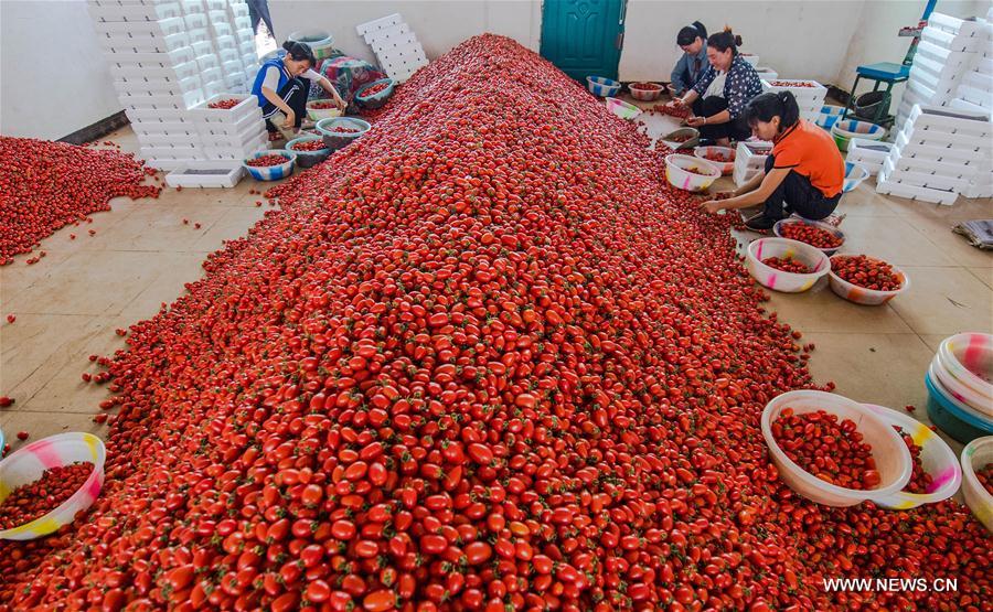 Chine : boom de l'agriculture dans un district du Yunnan