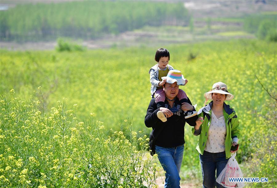 Chine : paysage de champs de colza dans le nord-ouest