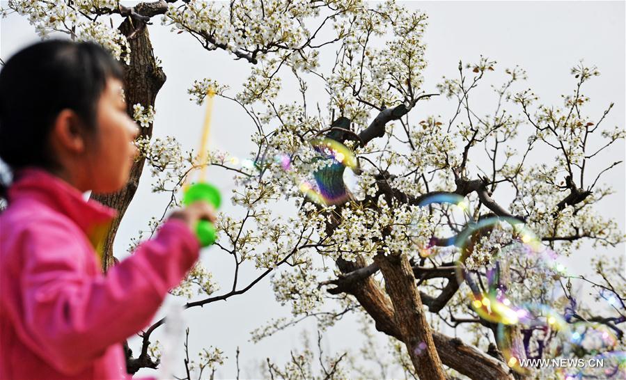 Chine : poiriers en fleurs dans une université de Tianjin
