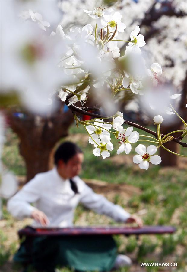 Chine : poiriers en fleurs dans une université de Tianjin