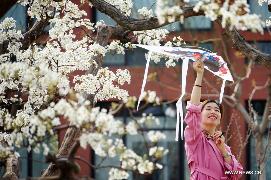 Chine : poiriers en fleurs dans une université de Tianjin