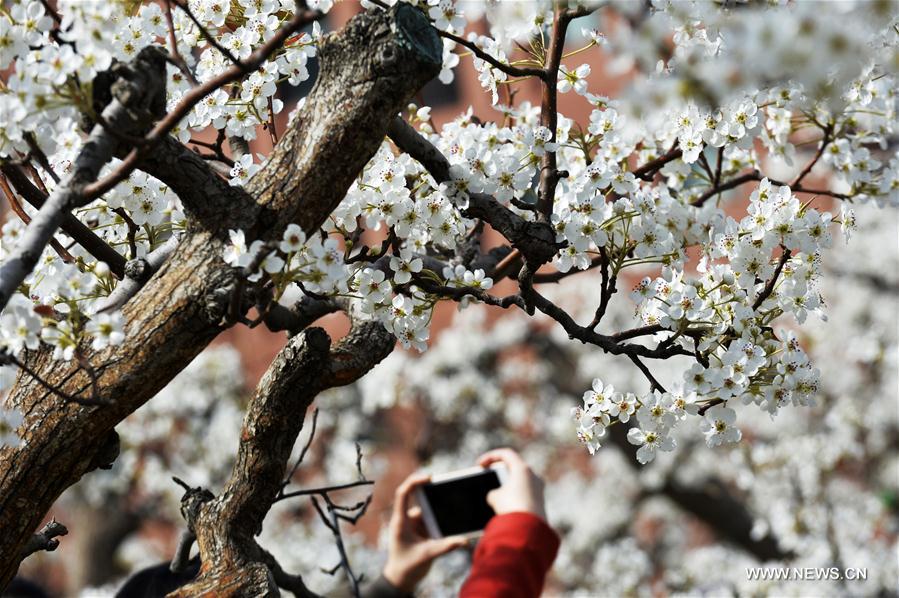 Chine : poiriers en fleurs dans une université de Tianjin