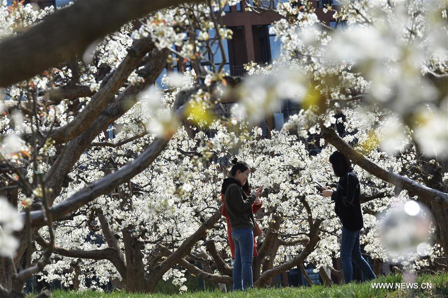 Chine : poiriers en fleurs dans une université de Tianjin