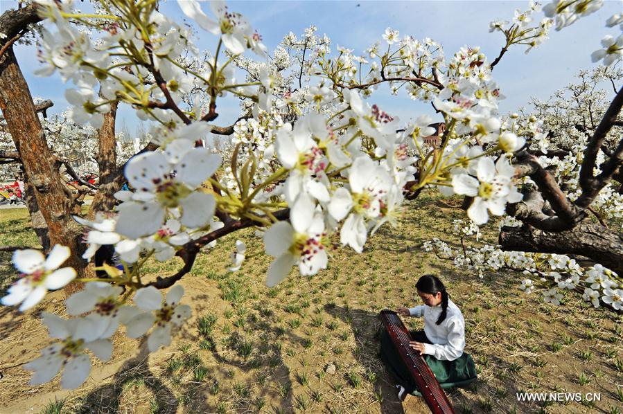 Chine : poiriers en fleurs dans une université de Tianjin