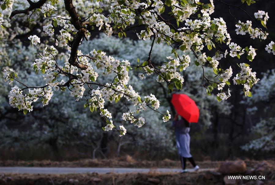 Chine : poiriers en fleurs à Tianjin