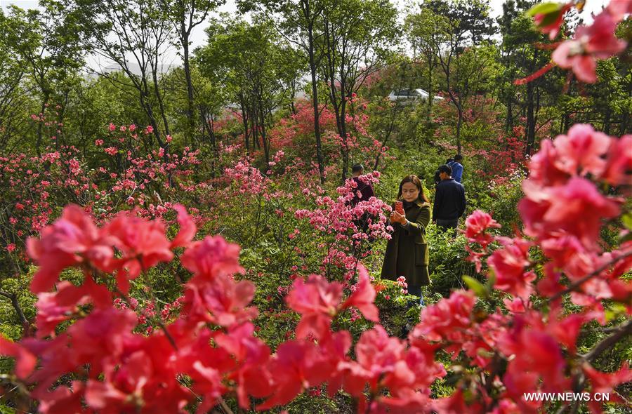 Chine : azalées en fleurs dans un village à l'est