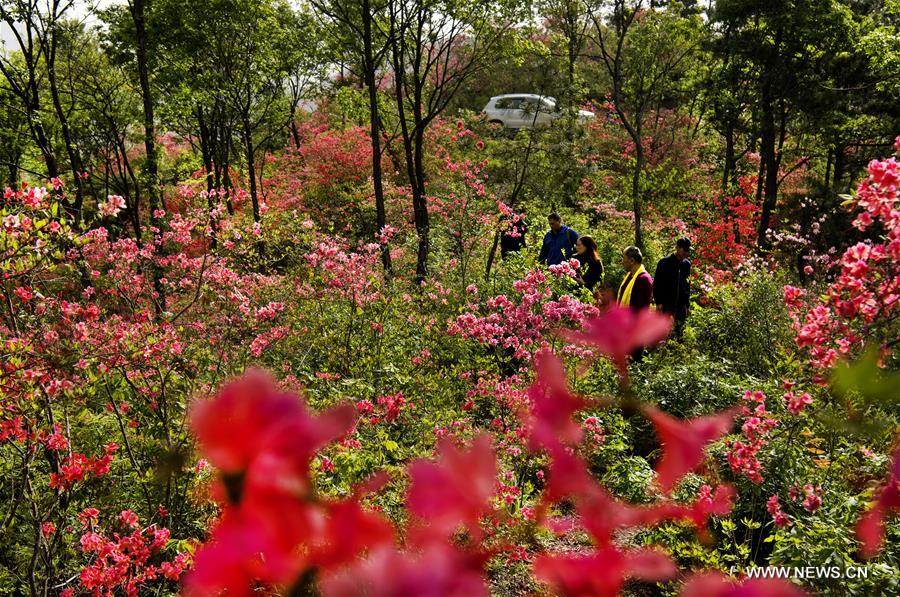 Chine : azalées en fleurs dans un village à l'est