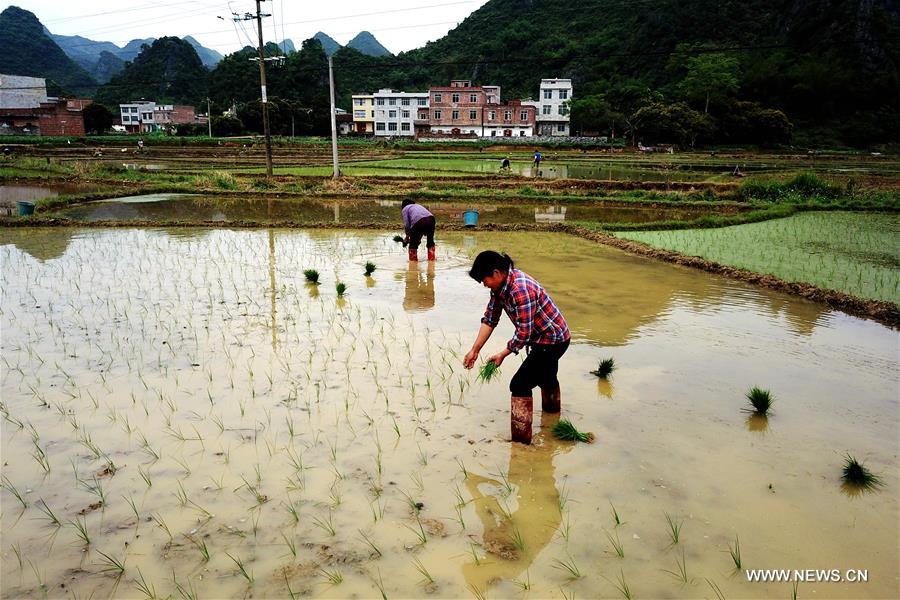 Travaux agricoles dans un village du sud de la Chine