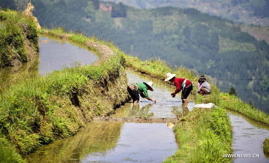 Chine : culture du riz dans les champs en terrasse à Congjiang