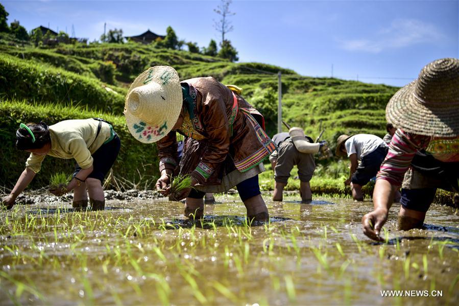 Chine : culture du riz dans les champs en terrasse à Congjiang