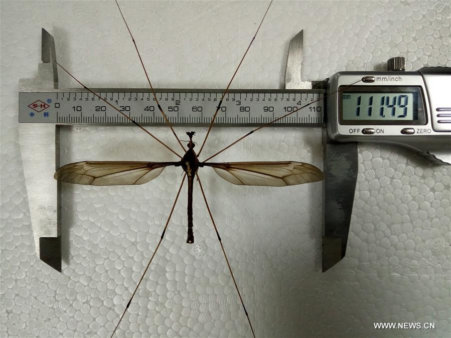 Chine : un moustique géant de 11,15 cm d'envergure exposé à Chengdu