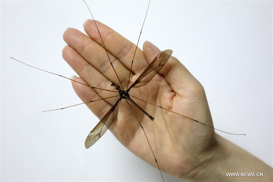 Chine : un moustique géant de 11,15 cm d'envergure exposé à Chengdu