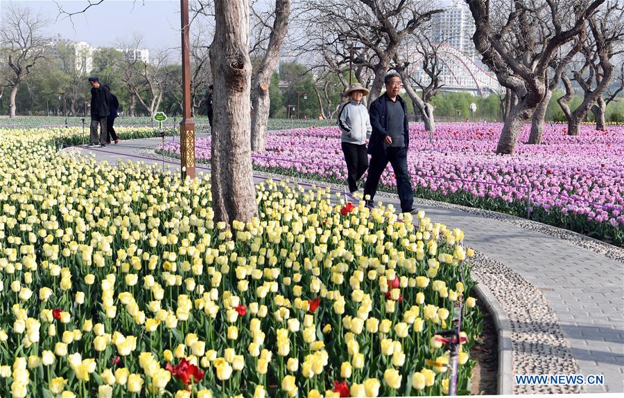 Parterre de tulipes dans le nord-ouest de la Chine