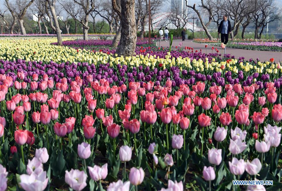 Parterre de tulipes dans le nord-ouest de la Chine