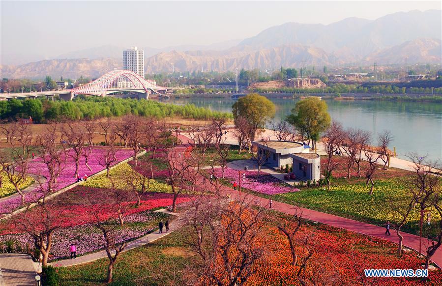 Parterre de tulipes dans le nord-ouest de la Chine