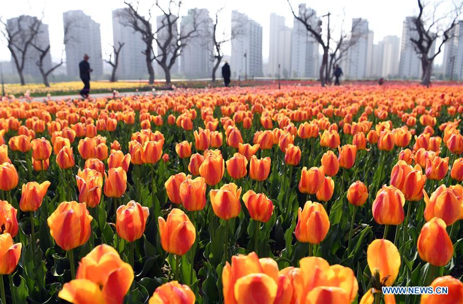 Parterre de tulipes dans le nord-ouest de la Chine