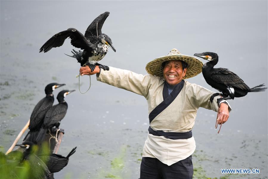 Chine : pêche au cormoran dans l'est