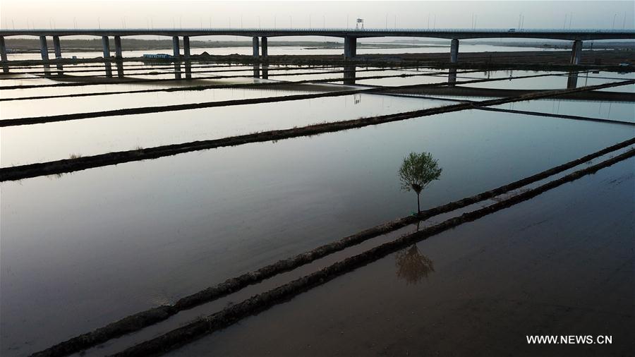 Chine : rizière au bord du fleuve Jaune au Ningxia