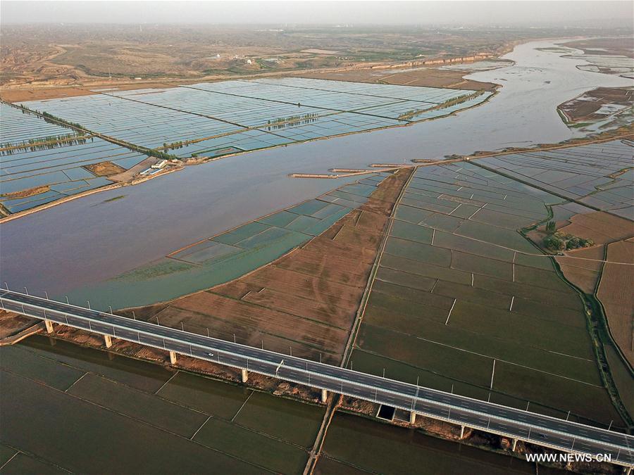 Chine : rizière au bord du fleuve Jaune au Ningxia