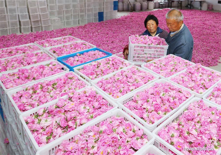 Chine : la culture des roses aide à accroître les revenus des agriculteurs