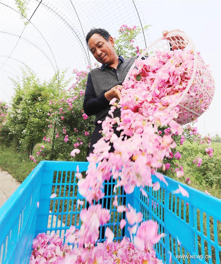 Chine : la culture des roses aide à accroître les revenus des agriculteurs