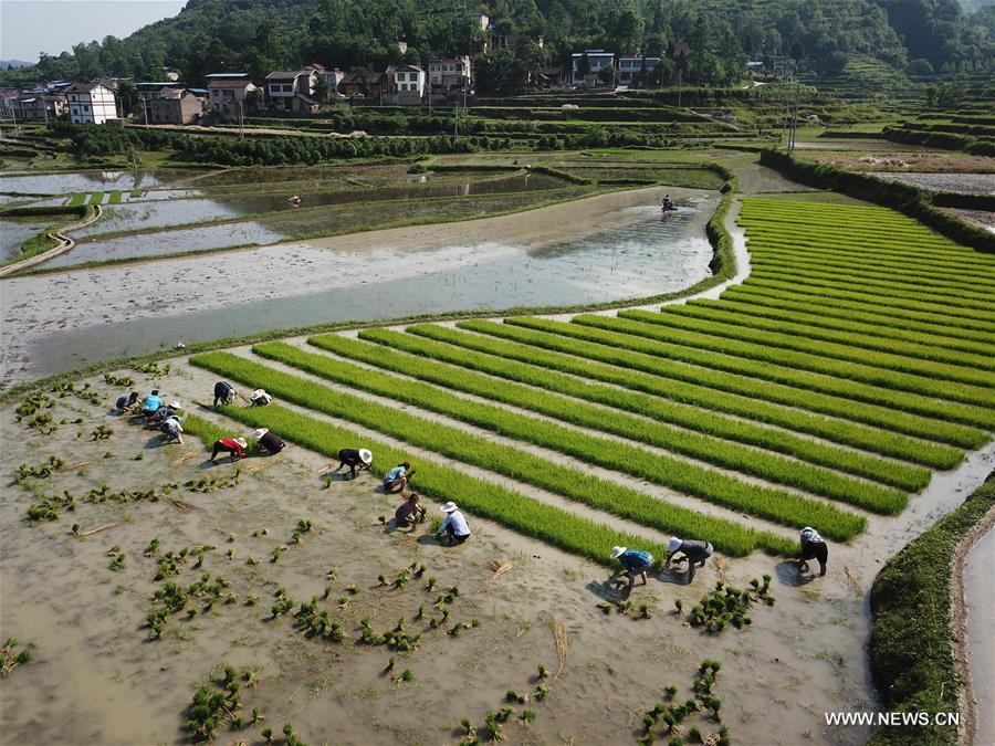 Chine : agriculture dans le Guizhou 