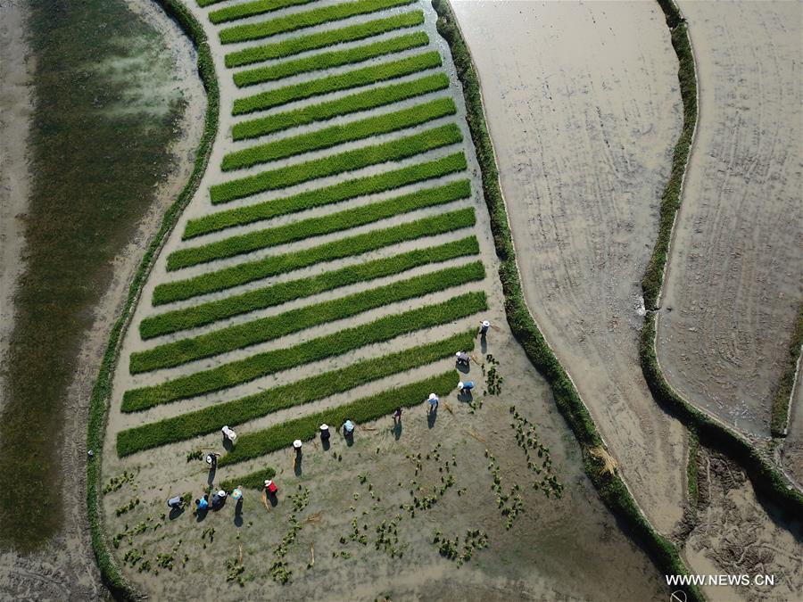Chine : agriculture dans le Guizhou