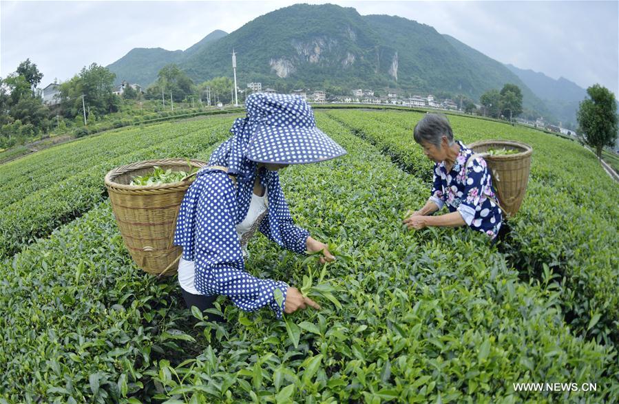 Récolte du thé en Chine