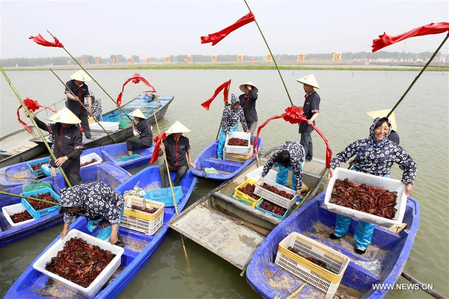 Chine : pêche à l'écrevisse dans l'est