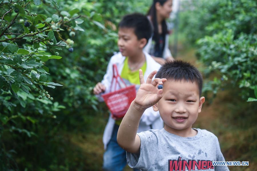 Chine : récolte des myrtilles au Zhejiang