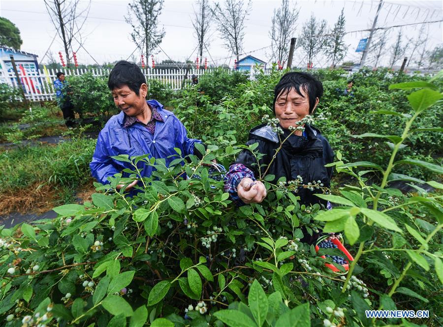 Chine : récolte des myrtilles au Zhejiang