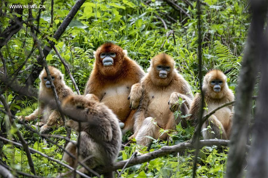 Chine : singes dorés dans le Hubei