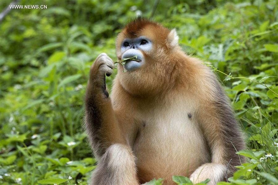 Chine : singes dorés dans le Hubei