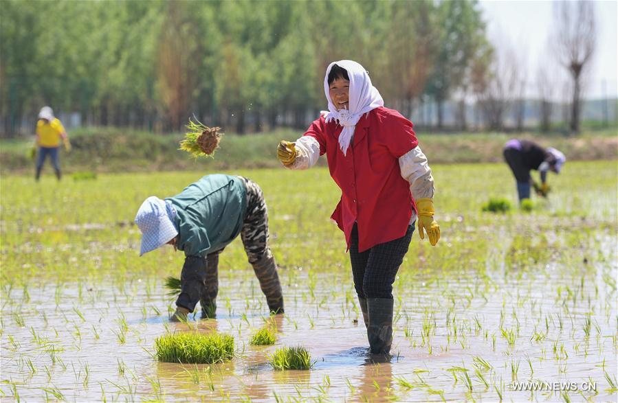 Chine : culture du riz sur des sols salins en Mongolie intérieure